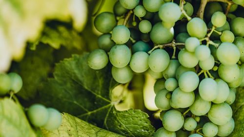 Close-up of grapes in vineyard