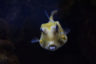 Close-up of fish swimming in sea