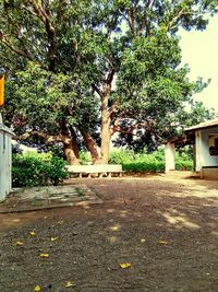 tree
