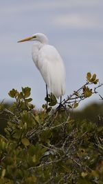 Bird perching on a branch