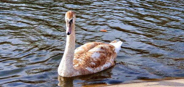 High angle view of duck swimming in lake