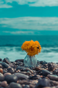Close-up of yellow flower on beach