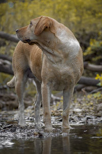 Close-up of dog on field