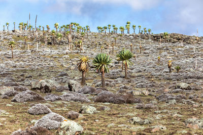 Plants growing on land against sky