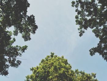 Low angle view of trees against sky
