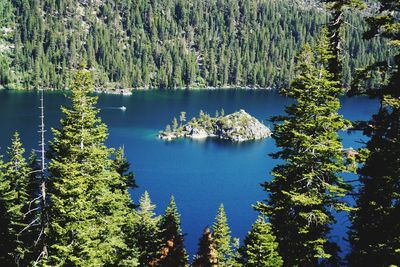 High angle view of pine trees in lake