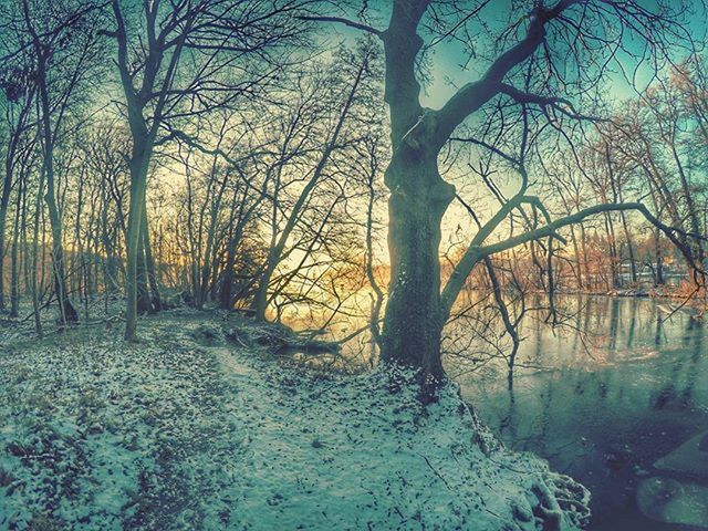 tree, bare tree, tranquility, branch, tranquil scene, tree trunk, nature, scenics, water, beauty in nature, winter, snow, cold temperature, season, sky, sunset, non-urban scene, growth, outdoors, no people
