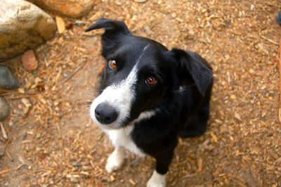 Portrait of dog