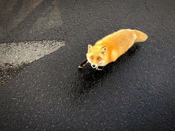 High angle view of a cat on the road