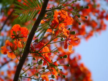 Low angle view of leaves on tree