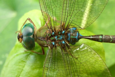 Close-up of insect on leaf