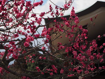 Low angle view of cherry blossom