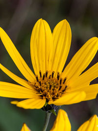 Close-up of yellow flowering plant