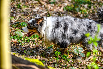 Side view of a dog on field