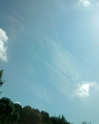 Low angle view of trees against blue sky