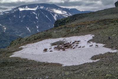 Herd of reindeer on snow at mountain