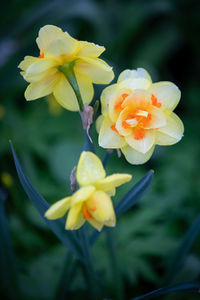 Close-up of yellow rose flower