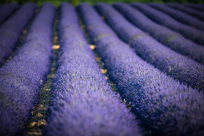 Full frame shot of lavender growing on field