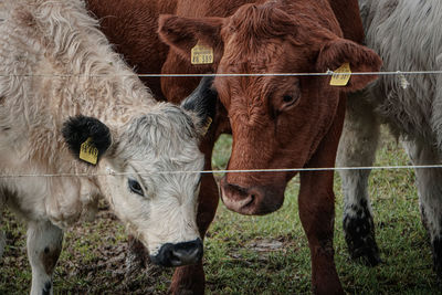 Cows standing on field
