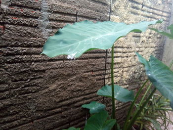 Close-up of plants