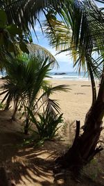 Palm trees on beach against sky