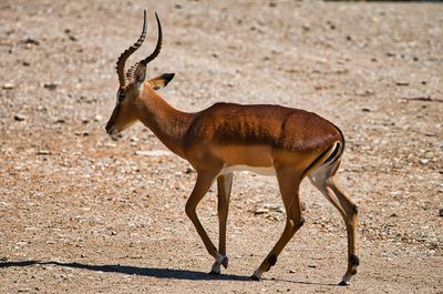 Antelope roaming their territory
