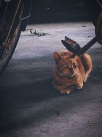 Cat on floor