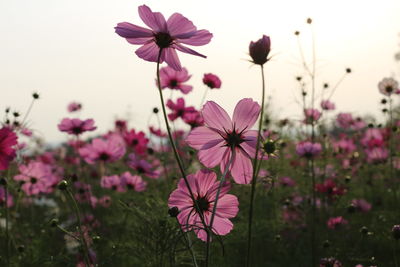 Close-up of cosmos blooming outdoors