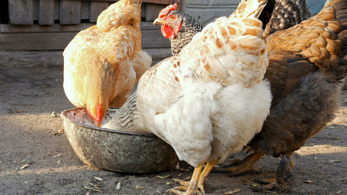 Ducks in farm
