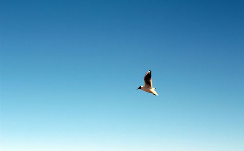 Low angle view of eagle flying against clear blue sky