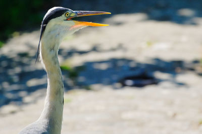 Close-up of a bird