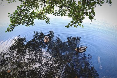 High angle view of duck swimming in lake