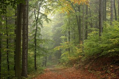 Trees growing in forest during autumn