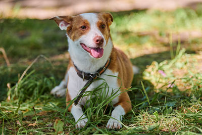 Close-up of dog on field