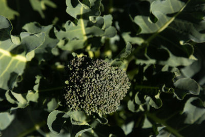 High angle view of flowering plant