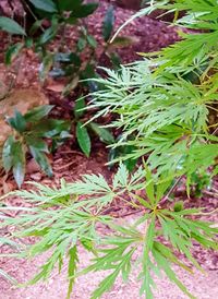 Close-up of potted plant