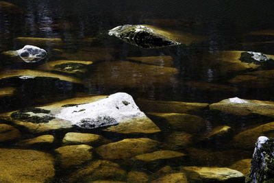 View of duck swimming in lake