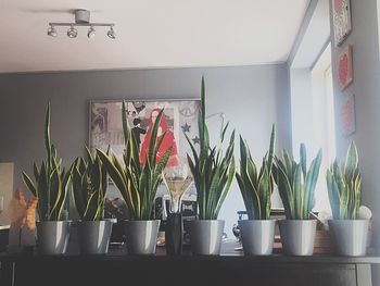 Potted plants on wall