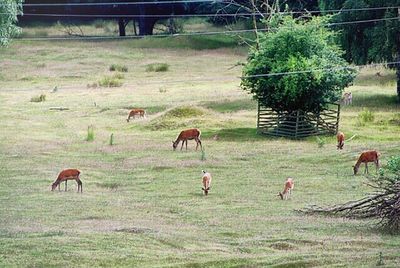 Grass grazing on grassy field