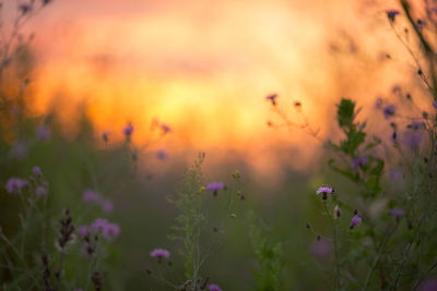 Purple flowers blooming on field