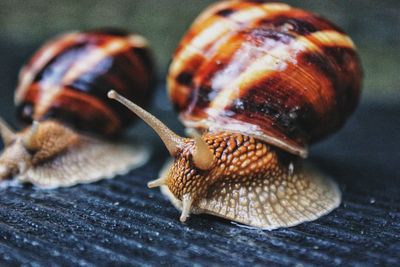 Close-up of snail