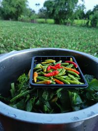 Close-up of vegetables in container on field