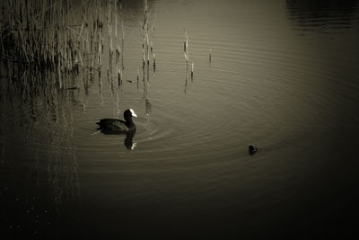 High angle view of ducks swimming in lake