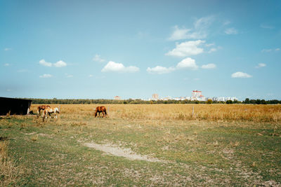 View of horses on field against sky