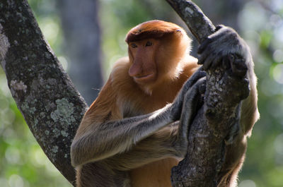 Proboscis monkey on branch