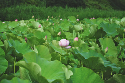 Close-up of pink water lily in garden