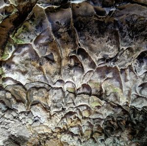 Full frame shot of tree trunk