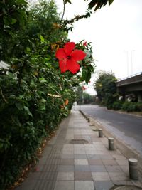 Red flowering plants by footpath