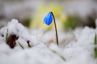 Close-up of snow on plant