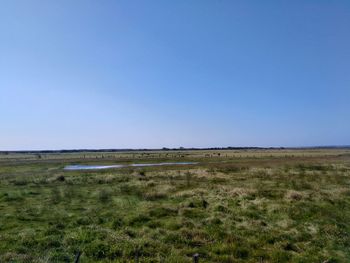 Scenic view of field against clear blue sky